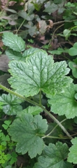 Tellima