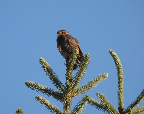 Merlin
