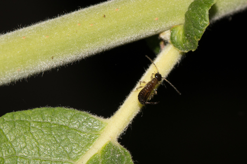 Hop-garden Earwig