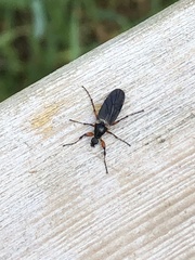 Bibio xanthopus