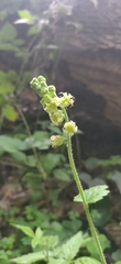 Tellima