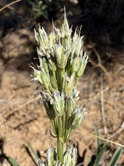 Frasera albicaulis, photograph (c) James H. Thomas, some rights reserved (CC BY)