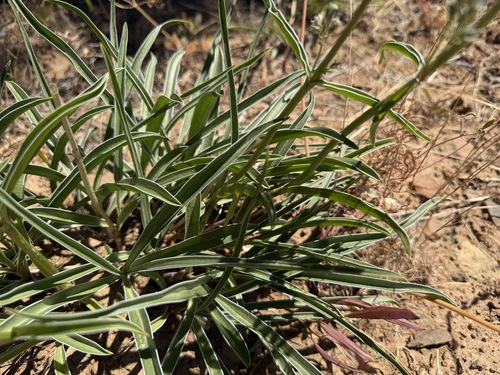 Frasera albicaulis, photograph 3