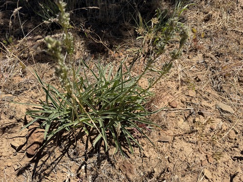 Frasera albicaulis, photograph 2