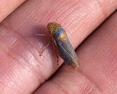 Oncometopia hamiltoni