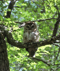 Strix occidentalis lucida