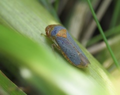 Oncometopia hamiltoni