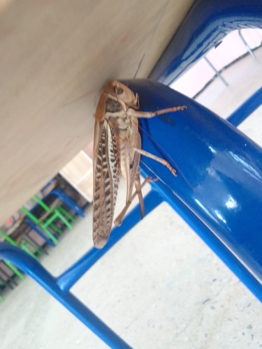White-faced Bush-cricket