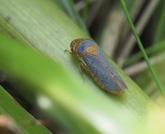 Oncometopia hamiltoni