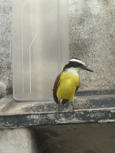 Great Kiskadee