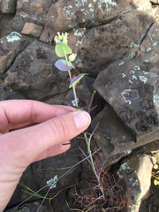 Streptanthus diversifolius