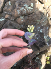 Streptanthus diversifolius