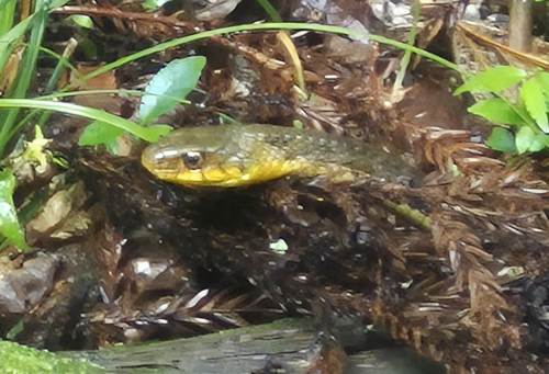 Tiger Keelback