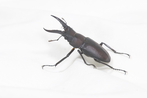Prosopocoilus inclinatus inclinatus