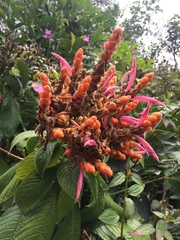 Aphelandra sinclairiana