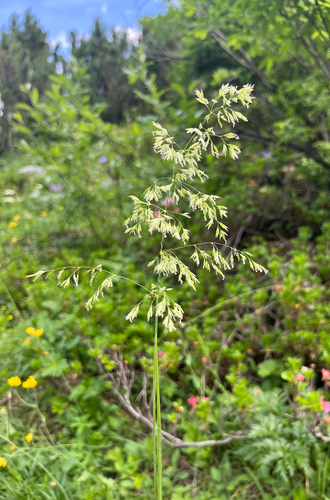 Poa hybrida, 2026-06-30