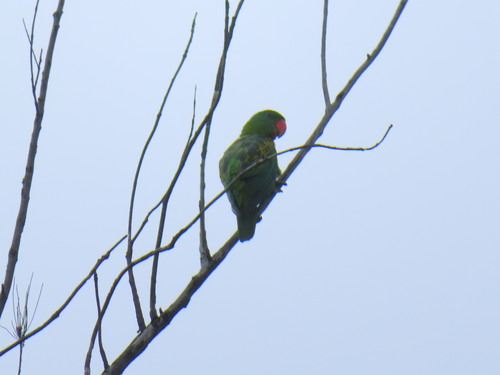 Tanygnathus lucionensis observed 2026-06-20