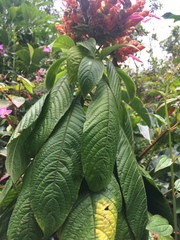 Aphelandra sinclairiana