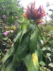 Aphelandra sinclairiana