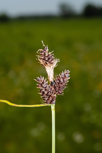 Carex bushii