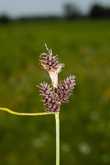Carex bushii