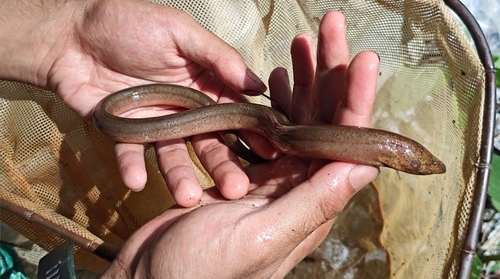 Sunda Swamp Eel