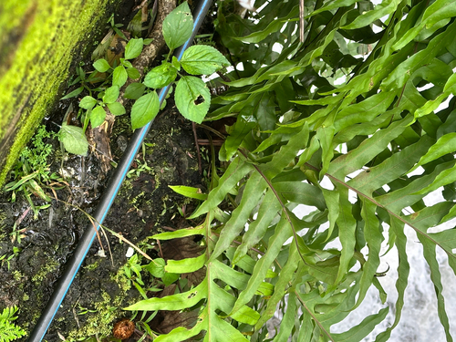 Drynaria quercifolia, photograph 2