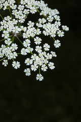 Ptilimnium nuttallii, photograph (c) Nathan Aaron, some rights reserved (CC BY)