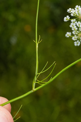 Ptilimnium nuttallii, photograph (c) Nathan Aaron, some rights reserved (CC BY)