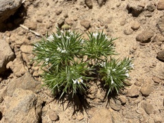 Navarretia intertexta, photograph (c) James H. Thomas, some rights reserved (CC BY)