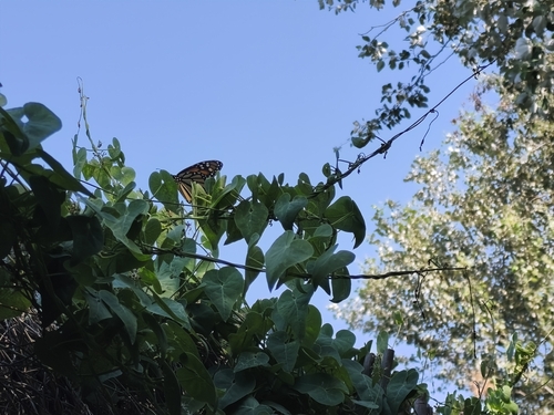 Monarch