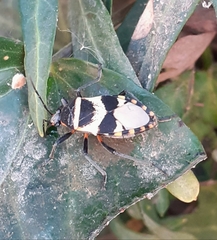 Largus fasciatus