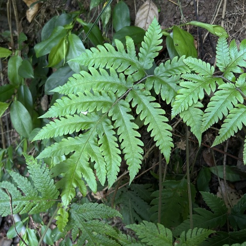 Tectaria fuscipes observed 2026-07-02