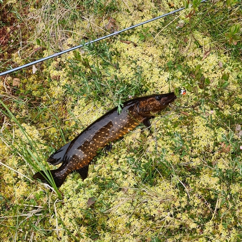 Northern Pike