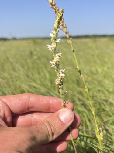 Spring Ladies' Tresses