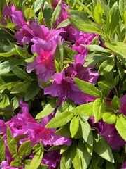 Rhododendron