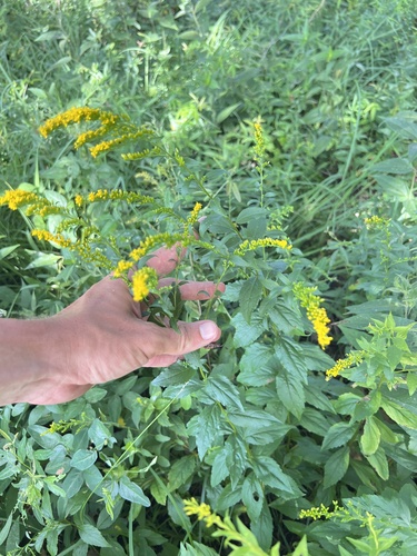 Thin-leaf goldenrod