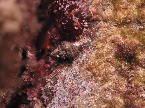 Leucozonia tuberculata observed 2026-06-26