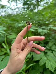 Allium macrostemon, photograph (c) Tatyana Petrenko, some rights reserved (CC BY)