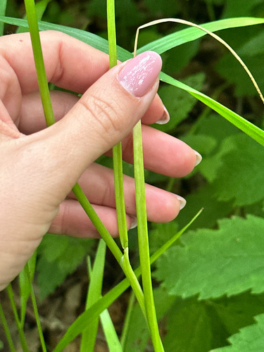 Allium macrostemon, photograph 6