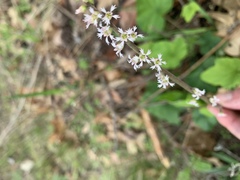 Ozomelis diversifolia