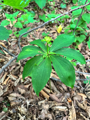 Lilium distichum