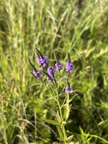 blue vervain