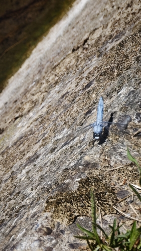 Southern Skimmer