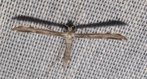 Black-marked Plume Moth photo 4