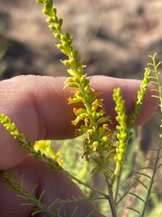 author not stated, no rights reserved Parryella filifolia, photograph author not stated, no rights reserved
