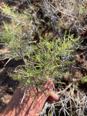 Parryella filifolia