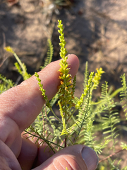 author not stated, no rights reserved Parryella filifolia, photograph author not stated, no rights reserved