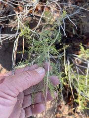 author not stated, no rights reserved Parryella filifolia, photograph author not stated, no rights reserved
