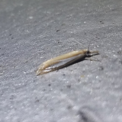 Crambus satrapellus